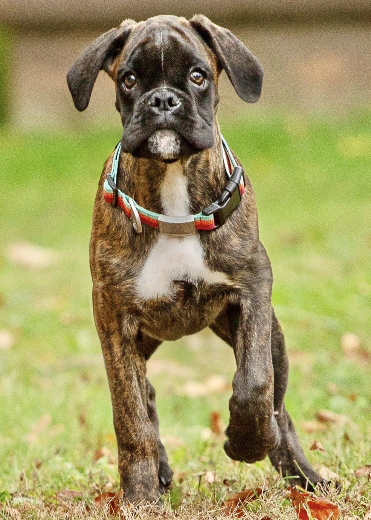 Young brindle boxer with a colorful collar stepping forward on autumn grass