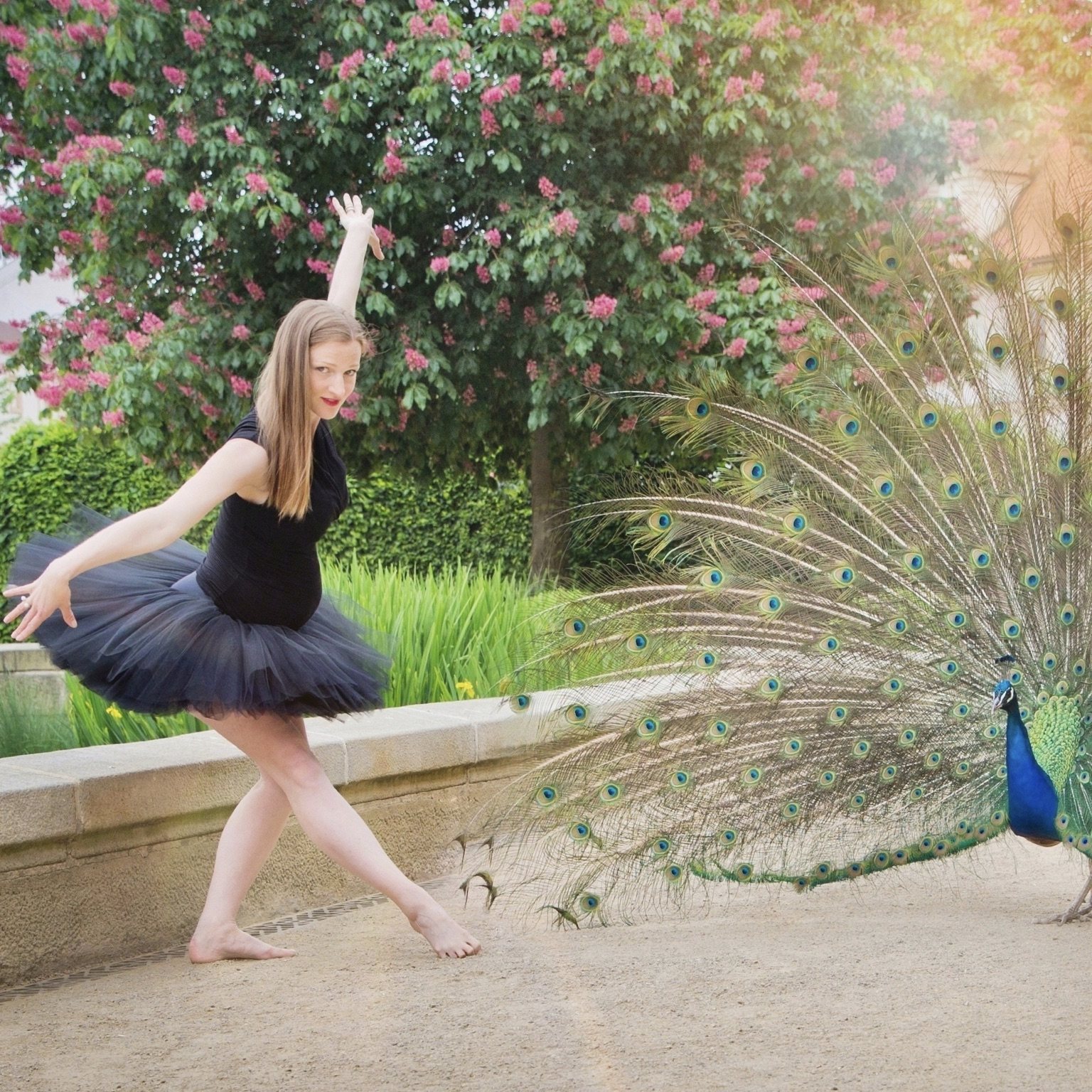 Dancer in a black tutu beside a peacock displaying its feathers in a flowering garden