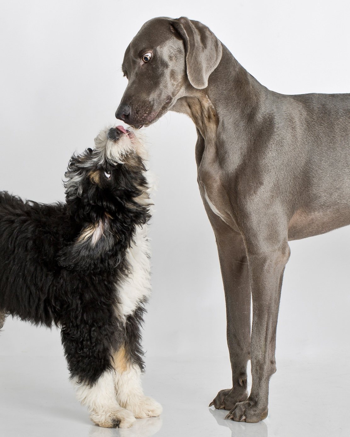 Mischa, a fluffy black-and-white dog, reaching up nose to nose with Luke the Weimaraner in the studio