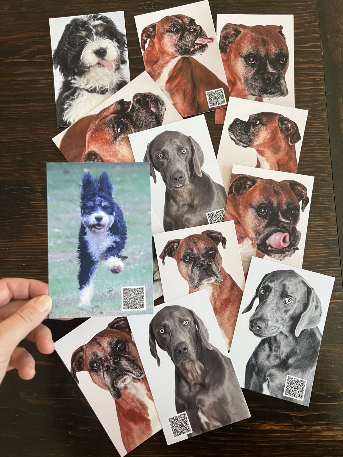 A spread of printed dog portrait cards on a wooden table, with one running dog portrait held in a hand